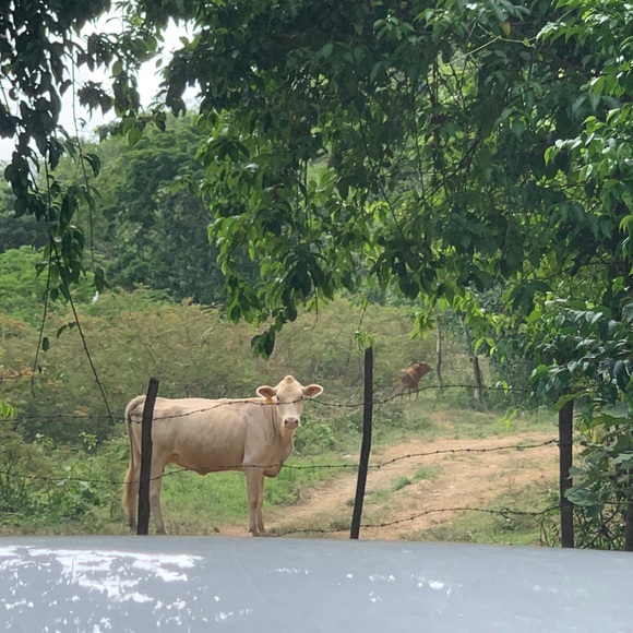 Meet your Posher, Siri - Picture 1 of 1